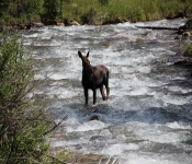 MontanaMoose2013 007